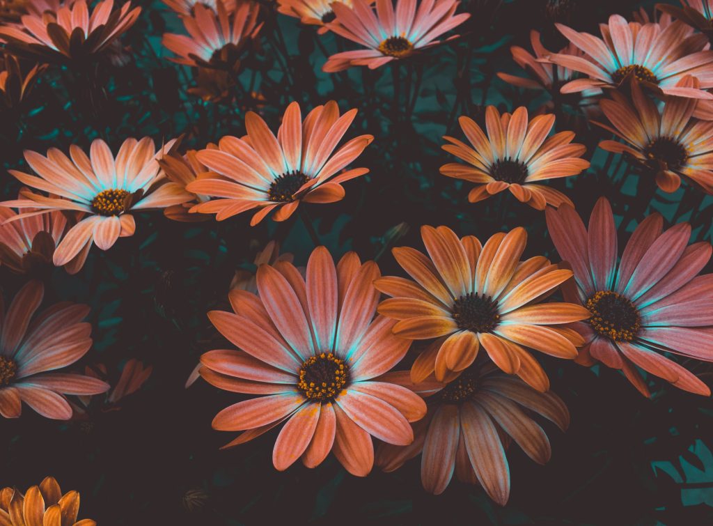 an image of  Flowers 